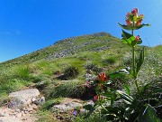 31 Gentiana purpurea (Genziana porporina) con salita all'anticima del Corno Stella